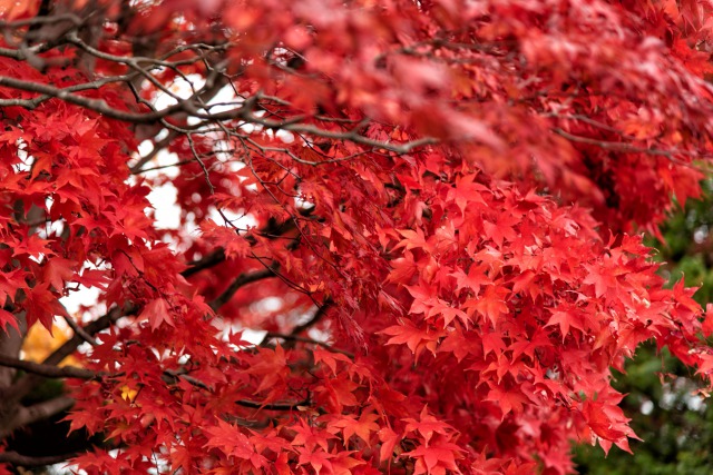 紅葉並木