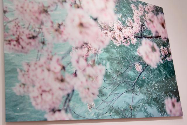 蜷川実花展 ―虚構と現実の間に―＠札幌芸術の森