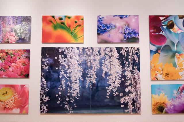 蜷川実花展 ―虚構と現実の間に―＠札幌芸術の森